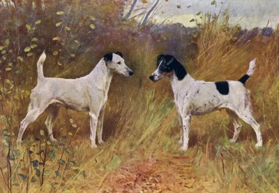 Beautés rivales, Championne Donna Fortuna et Championne Duchesse de Durham - Arthur Wardle