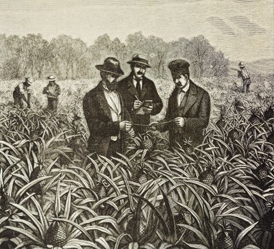 Angleterre (XIXe siècle). Colonisation (1880). Plantation d