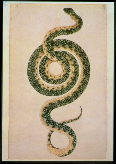 Serpent (gravure) - Artist Unknown