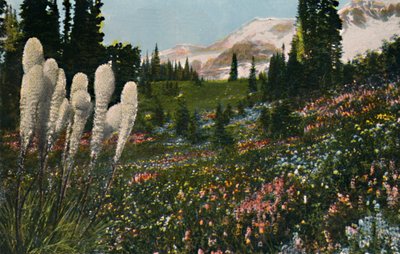 Herbe de Panier Indien poussant dans le Parc National du Mont Rainier - Asahel Curtis