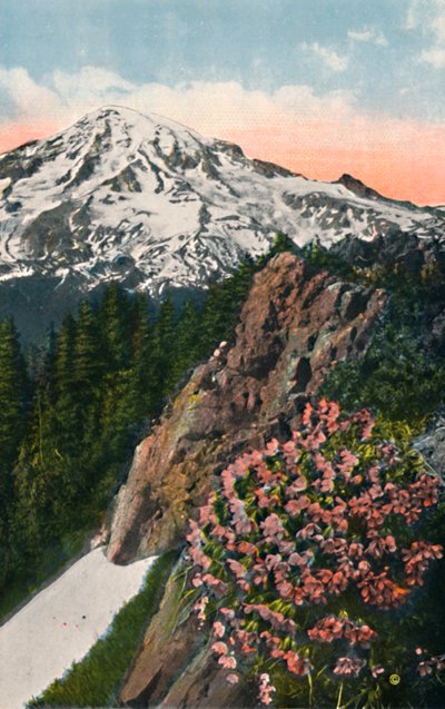 La primevère sur le mont Rainier, vers 1916 - Asahel Curtis