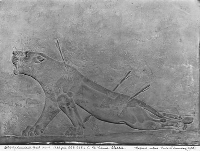 Lionne blessée, détail d