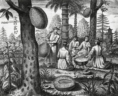Fruits chinois (Arbor polomie, papaye chinoise) - Athanasius Kircher