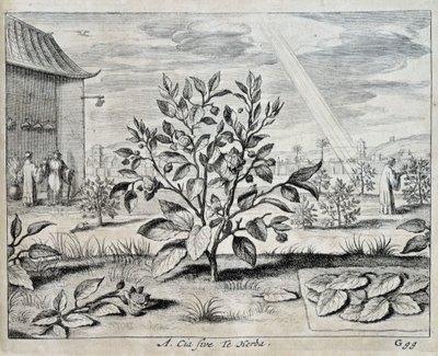 Le camélia - dans « China » par Athanase Kircher (ou Athanasius Kircheri) - Athanasius Kircher