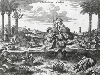 Plante de rhubarbe - Athanasius Kircher
