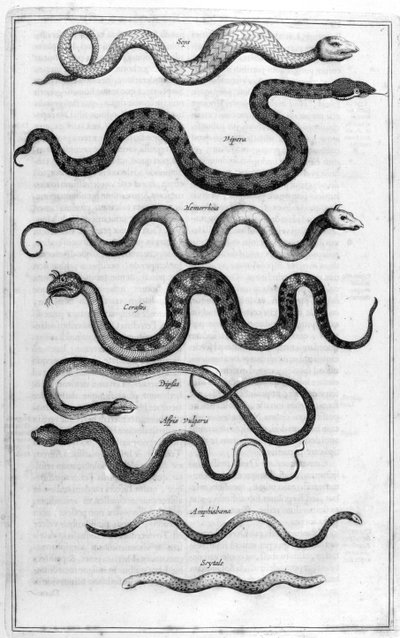 Types de serpents, de l