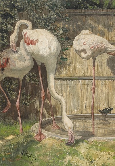 Trois flamants roses près d