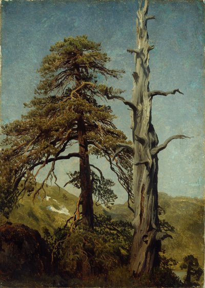 Étude des arbres - August Cappelen