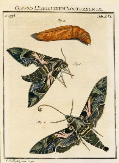 Papillon Daphnis neri / Rösel v. R. - August Johann Rösel von Rosenhof