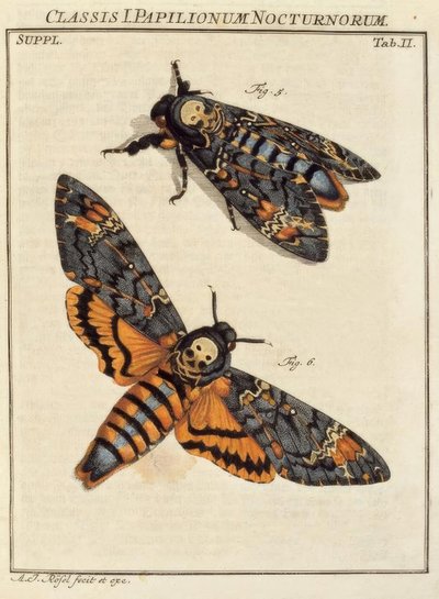 Papillon, Tête de mort / Rösel v. R. - August Johann Rösel von Rosenhof