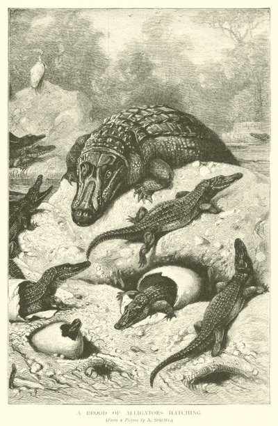 Une couvée d