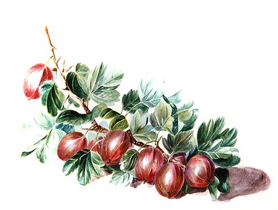 Groseilles, vers 1860 - Augusta Innes Withers