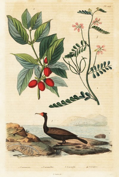 Cormoran, cornouiller mâle et vesce scorpion (gravure) - Auguste Dumenil