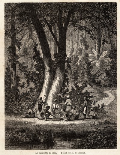 La cueillette du Syri, ou bétel, dont la feuille enduite de chaux est essentielle à la production du Chic local. Dessin de M. de Molins, pour illustrer son voyage à Java - Auguste de Molins