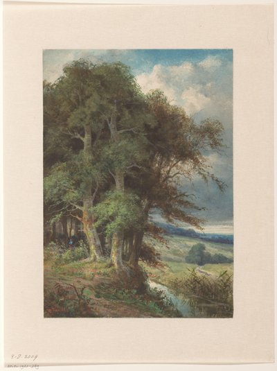 Grands arbres le long d