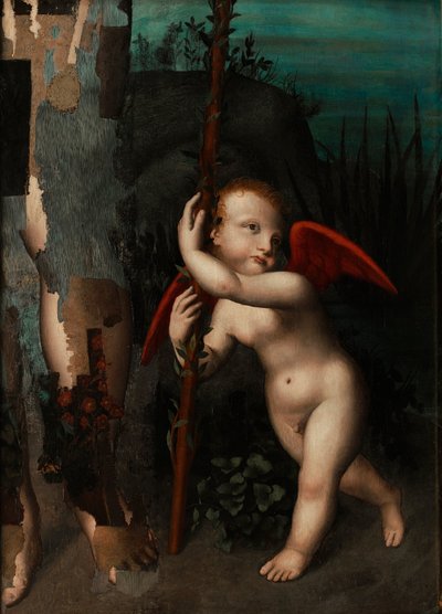 Cupidon avec un myrte - Aurelio Luini