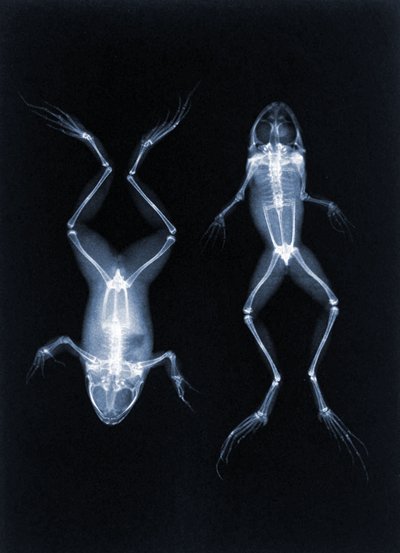 Photo radiographique précoce de grenouilles par Joseph Maria Eder, 1896 (photogravure) - Austrian School
