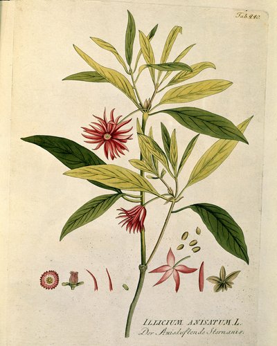 Botanique : « Anis étoilé » (Illicium anisatum) Planche tirée de « Medicinalium secundum Linnaei digestarum » par Joseph Jacobi Plenck (1735-1807) 1788-1803 Collection privée - Austrian School