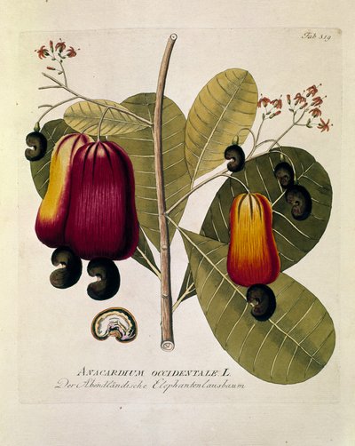 Botanique : "Noix de cajou" (Anacardium occidentale) Planche tirée de "Medicinalium secundum Linnaei digestarum" par Joseph Jacobi Plenck (1735-1807) 1788-1803 Collection privée - Austrian School
