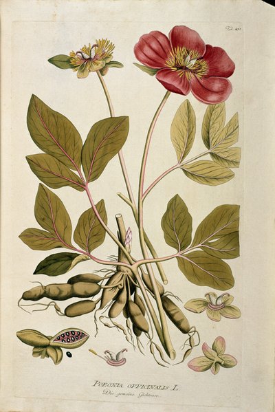 Botanique : « Pivoine officinale » (Paeonia officinalis) Planche tirée de « Medicinalium secundum Linnaei digestarum » par Joseph Jacobi Plenck (1735-1807) 1788-1803 Collection privée - Austrian School
