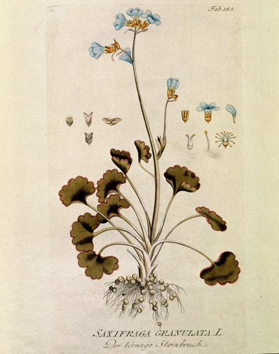 Botanique : « Saxifrage granulée » (Saxifraga granulata) Planche tirée de « Medicinalium secundum Linnaei Digestarum » par Joseph Jacobi Plenck (1735-1807) 1788-1803 Collection privée - Austrian School