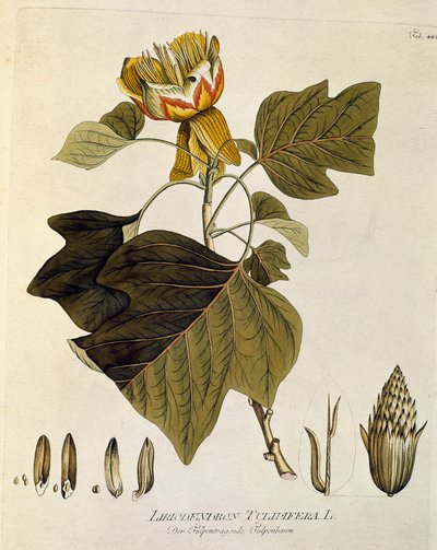 Botanique : Tulipier de Virginie (Liriodendron tulipifera) Planche tirée de « Medicinalium secundum Linnaei digestarum » par Joseph Jacobi Plenck (1735-1807) 1788-1803 Collection privée - Austrian School