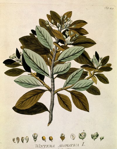 Botanique : Écorce de Winter (Wintera aromatica) Planche tirée de « Medicinalium secundum Linnaei digestarum » par Joseph Jacobi Plenck (1735-1807) 1788-1803 Collection privée - Austrian School