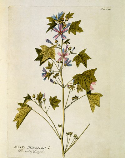 Botanique : « grande mauve » (Malva sylvestris) Planche tirée de « Medicinalium secundum Linnaei digestarum » par Joseph Jacobi Plenck (1735-1807) 1788-1803 Collection privée - Austrian School