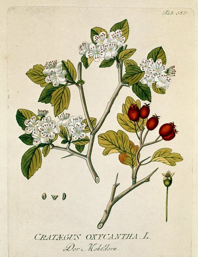 Botanique : « aubépine épineuse » (Crataegus oxycantha) Planche tirée de « Medicinalium secundum Linnaei digestarum » par Joseph Jacobi Plenck (1735-1807) 1788-1803 Collection privée - Austrian School