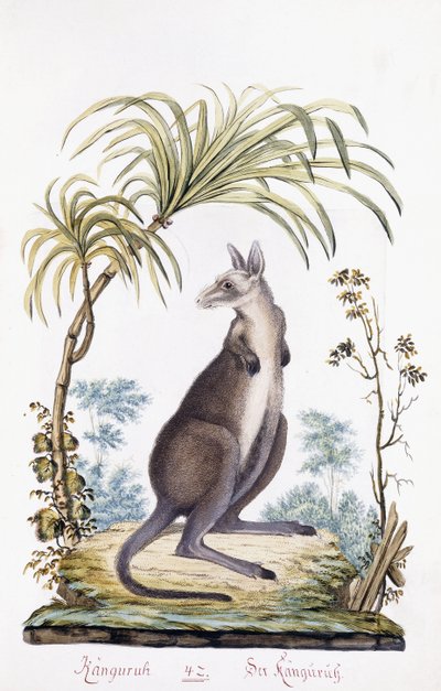 Kangourou, 1794 - Austrian School
