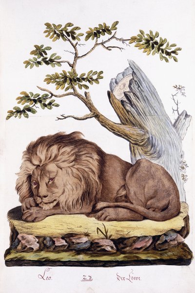 Lion, 1794 - Austrian School