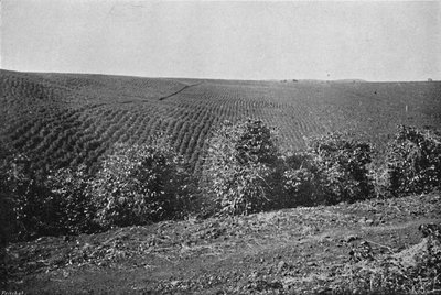 Plantation de café formée, Plantation de café, 1895 - Axel Frick