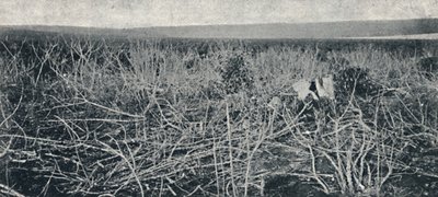 Plantation de manioc, 1895 - Axel Frick
