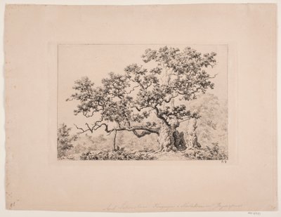 Le chêne royal - Axel Schovelin