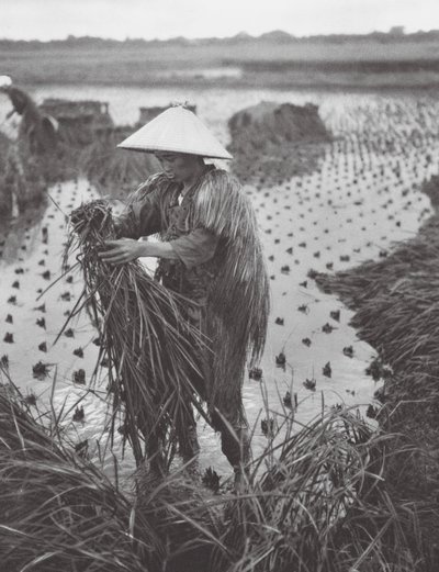 Japon : Récolte de riz près de Niigata - Axel von Graefe