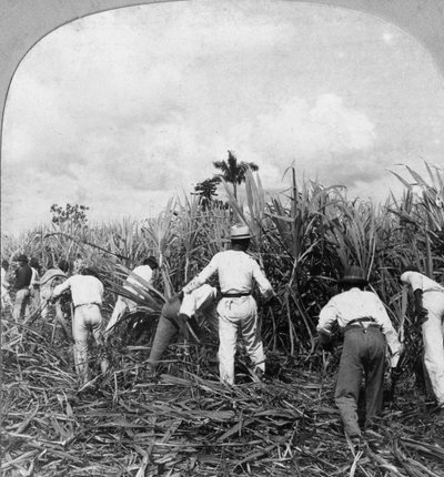 Récolte de la canne à sucre, Rio Pedro, Porto Rico - B. L. Singley