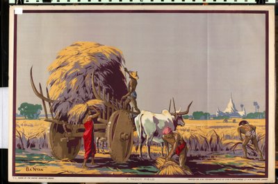 Un champ de riz, de la série 