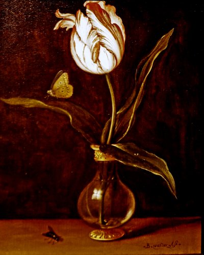 Une tulipe dans un vase - Balthasar van der Ast