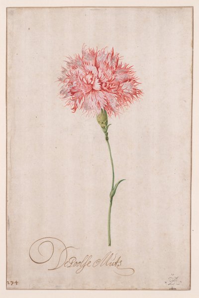 Le Bonnet Polonais - Balthasar van der Ast