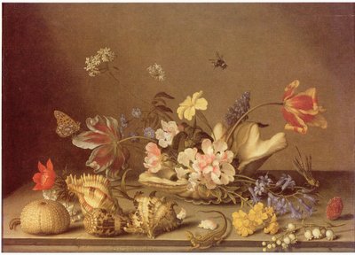 Nature morte de fleurs et de coquillages - Balthasar van der Ast