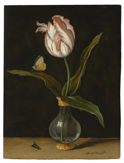 La tulipe 