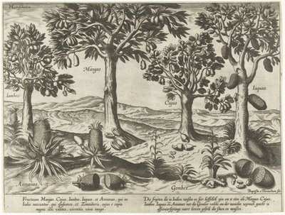 Arbres fruitiers et arbustes des Indes orientales - Baptista van Doetechum