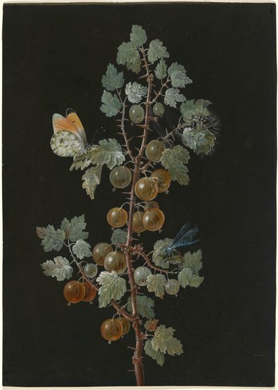 Une branche de groseilles avec une libellule, un papillon et une chenille - Barbara Dietzsch