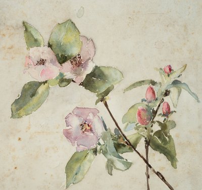 Branches de fleurs roses - Barbara Leigh Smith Bodichon