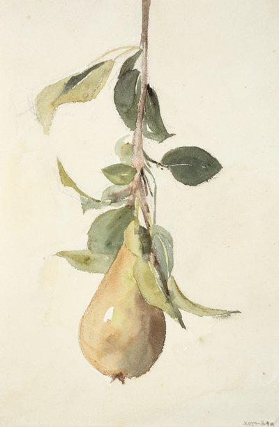 Poire - Barbara Leigh Smith Bodichon