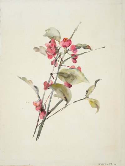 Fleurs roses - Barbara Leigh Smith Bodichon