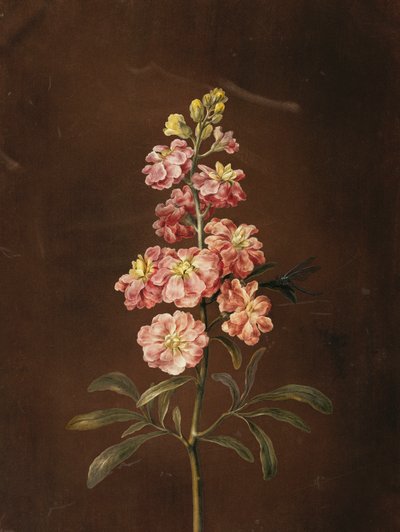 Un stock rose avec une libellule - Barbara Regina Dietzsch