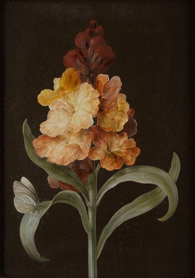 Ensemble de quatre natures mortes avec des papillons - Barbara Regina Dietzsch