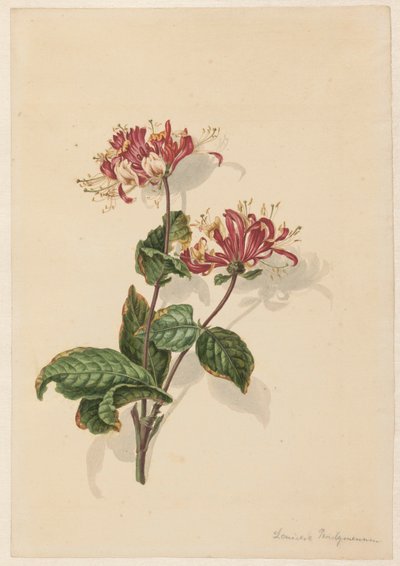 Branche de chèvrefeuille sauvage (Lonicera periclymenum) - Barend Hendrik Thier