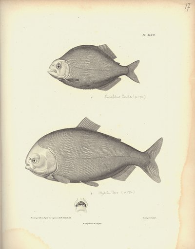 Characidae, Pl. XLVII, gravé sur acier par Coutant d